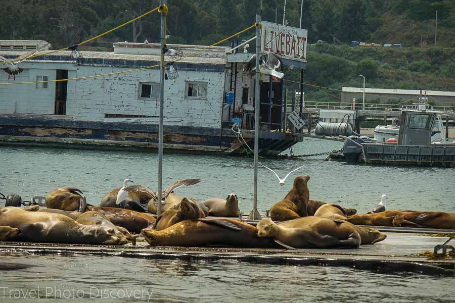 Cruising San Diego harbor area with Seals and wildlife in the bay