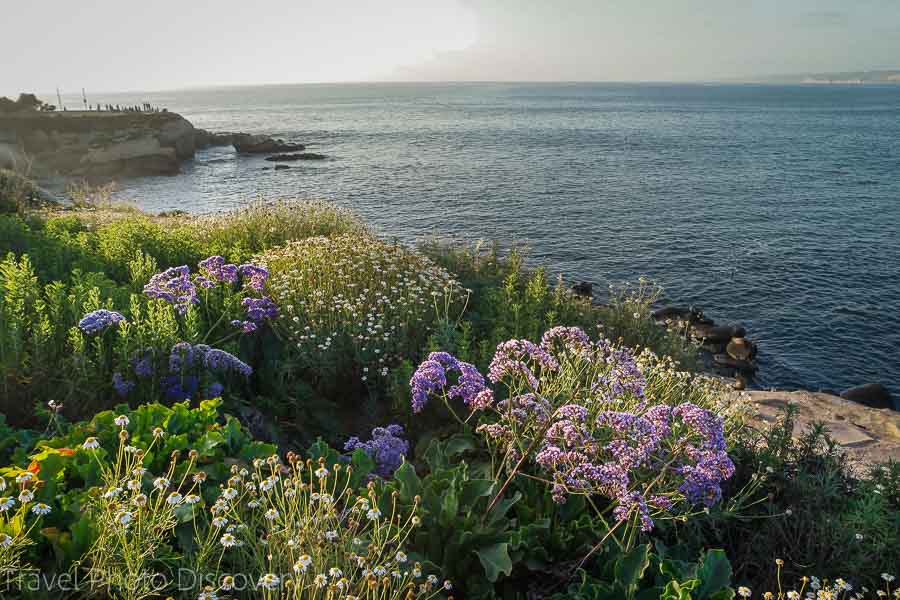 Coastal blooms on the trails in La Jolla