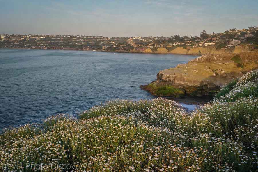 La Jolla coastal walk and wild flowers on the coastline