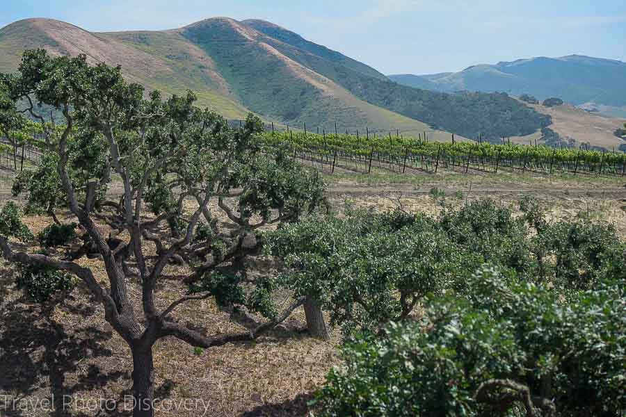 The back roads of Santa Barbara wine country and region