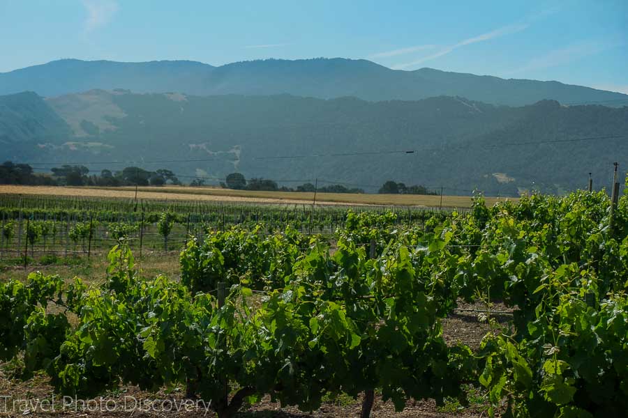 Wine country vineyards around Santa Barbara county