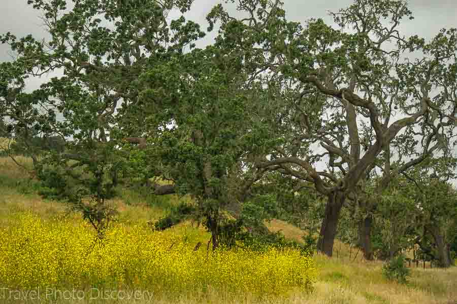 Wildflowers in bloom Santa Barbara wine country and region