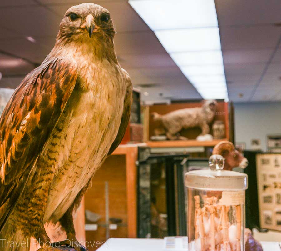 Eastern California Museum at Independence, Inyo County