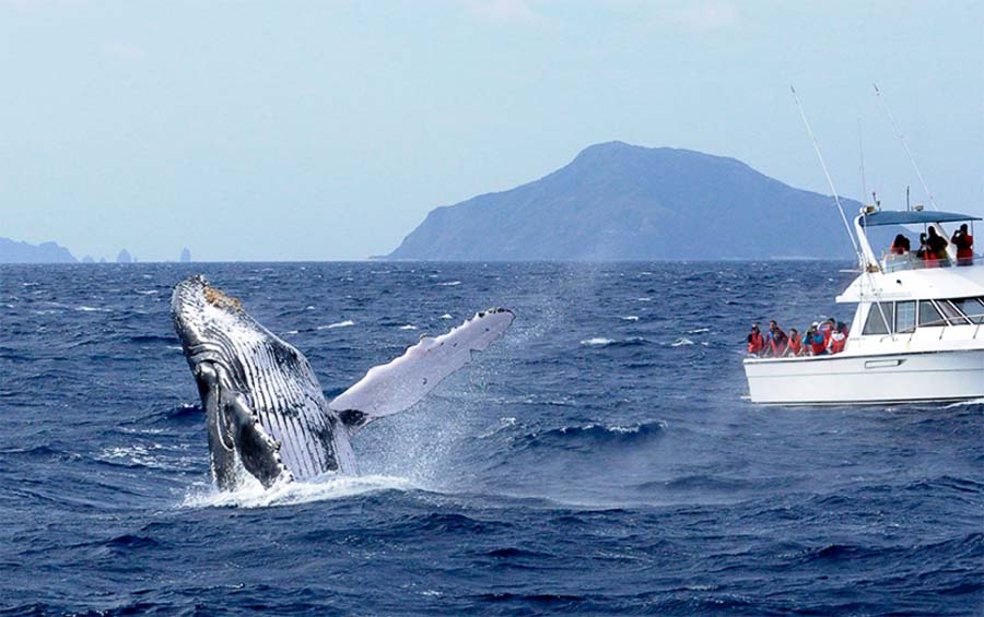 Okinawa in winter whale watching