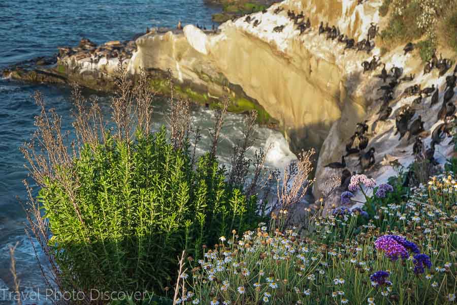 Enjoying a beautiful day at La Jolla San Diego