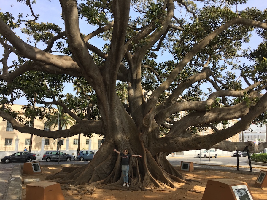 Beautiful parks of Cadiz Spain