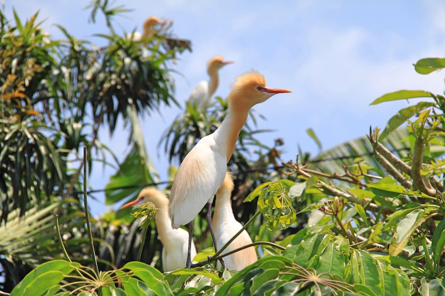 Heron picture in Ubud, Bali