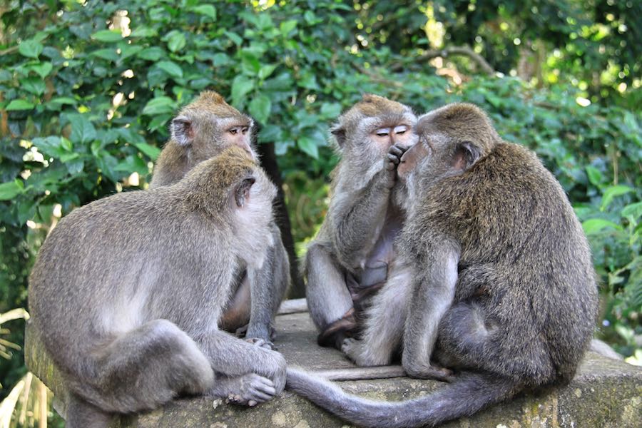 things to do in Ubud Monkey Forest in Ubud Bali