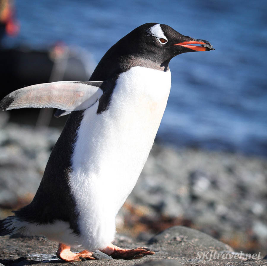 Penguins in Antarctica