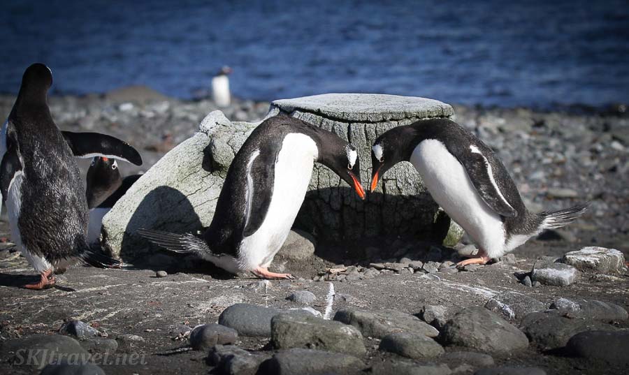 Penguins in Antarctica