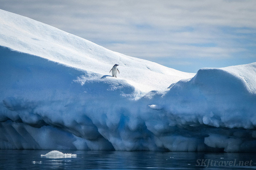 Penguins in Antarctica