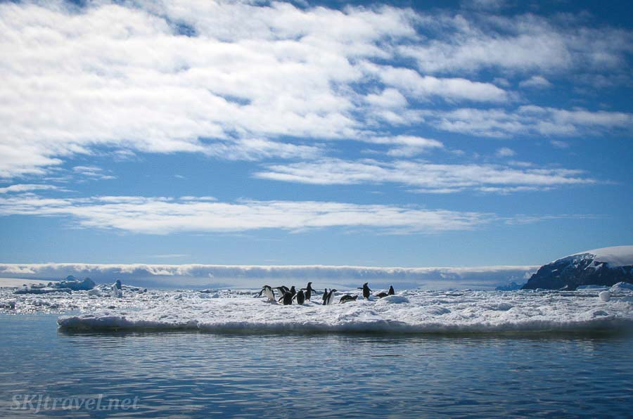 Penguins in Antarctica