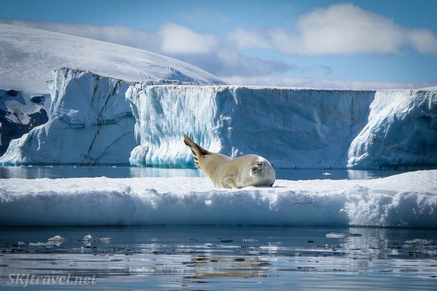 Sea Lions in Antarctica