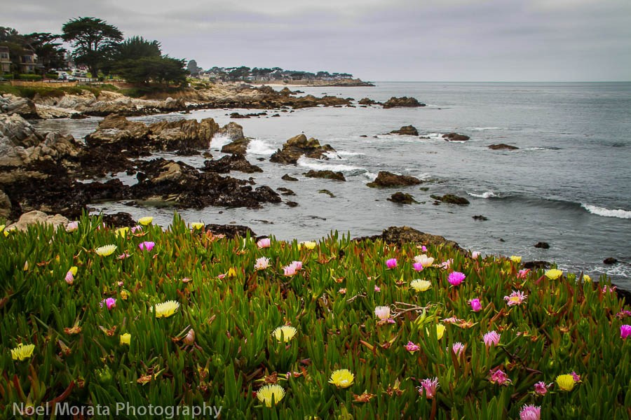 Monterey day trip from San Francisco road trips from San Francisco