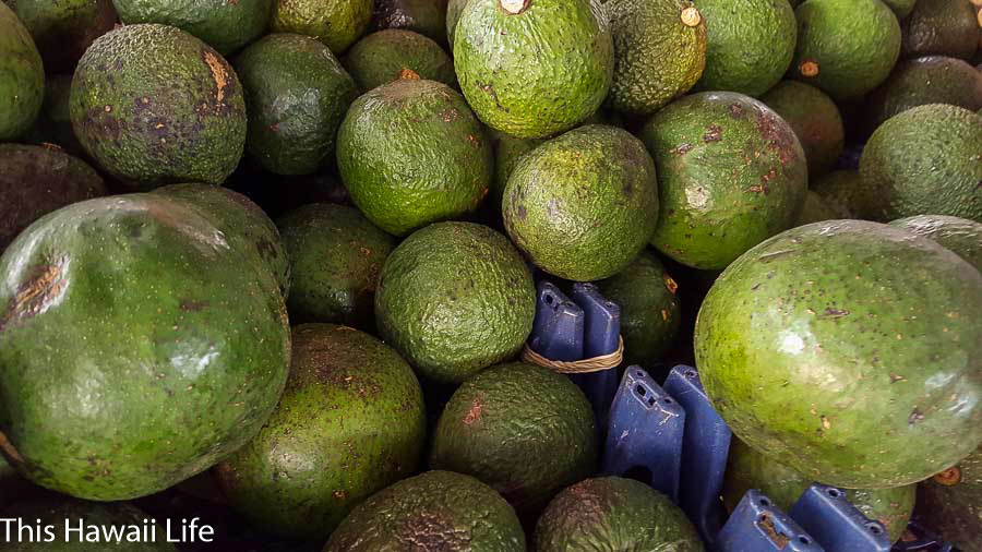 Avocado Fruit