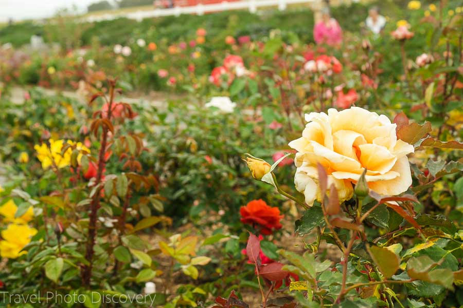 Carlsbad flower farm in San Diego