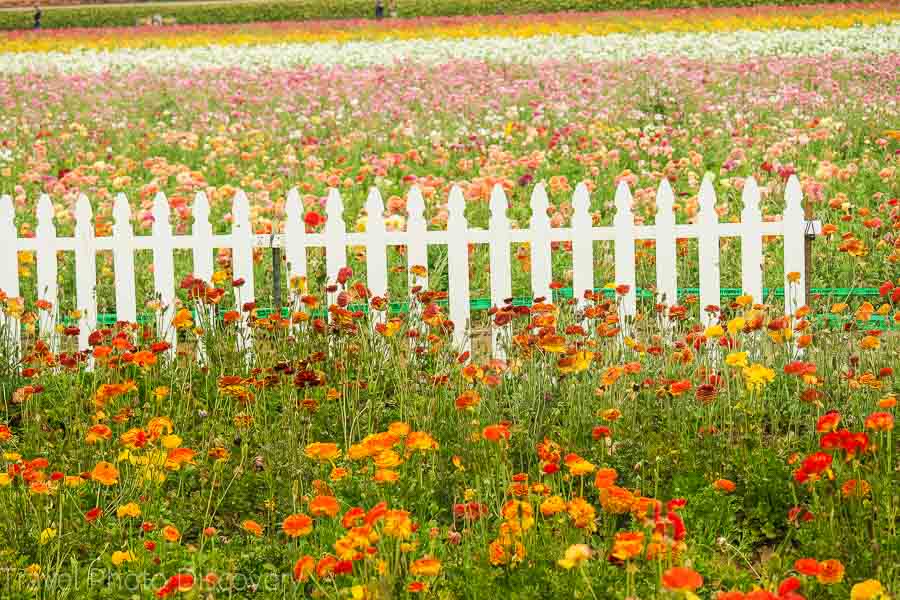 Carlsbad flower farm in San Diego