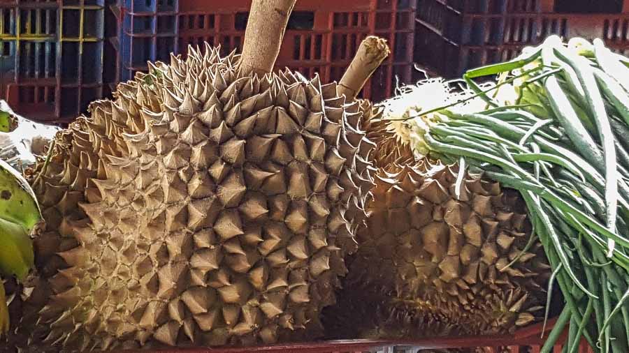 Exotic and unusual Durian fruit