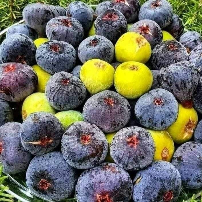 Fig fruit