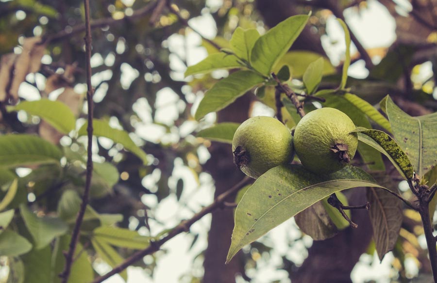 Guava-fruit