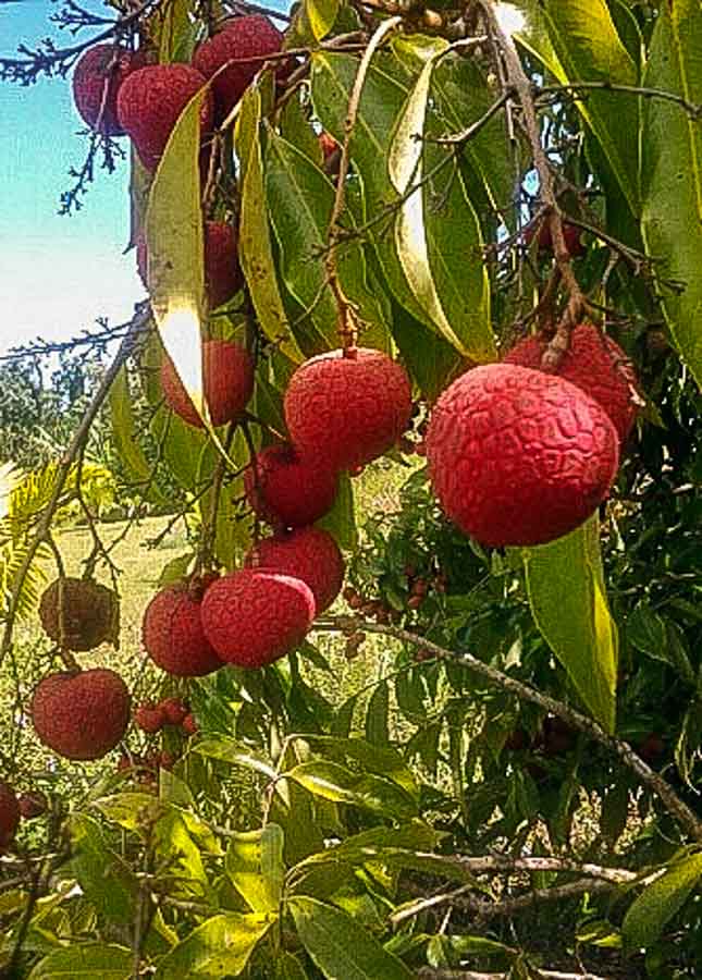 Delicious tropical Lychee