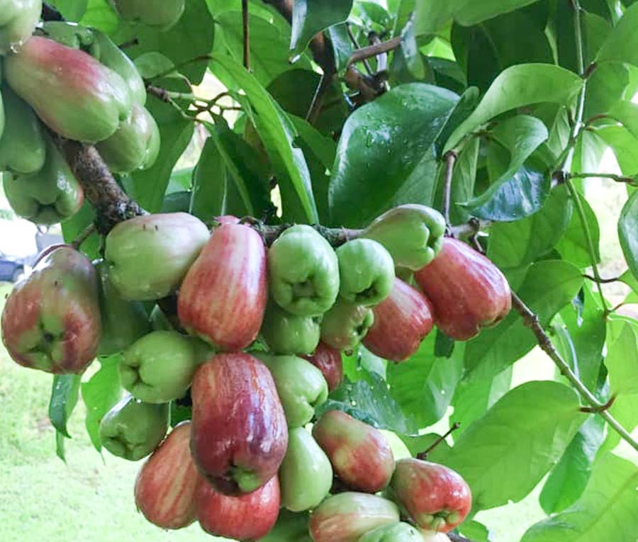 Exotic and unusual fruit from South East Asia 