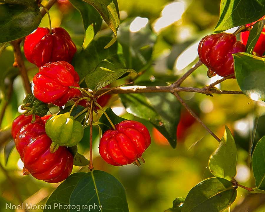 Fresh Surinam cherry on the tree