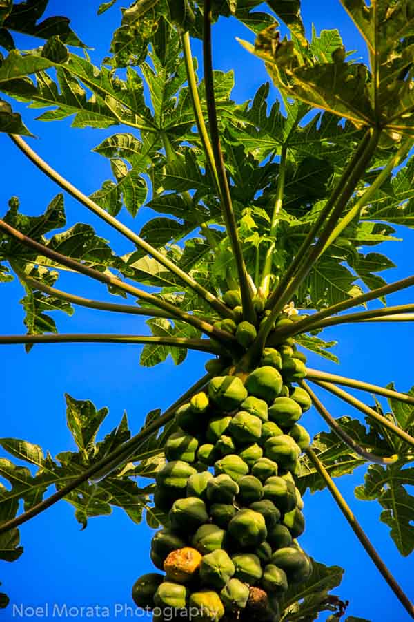 Papaya fruit