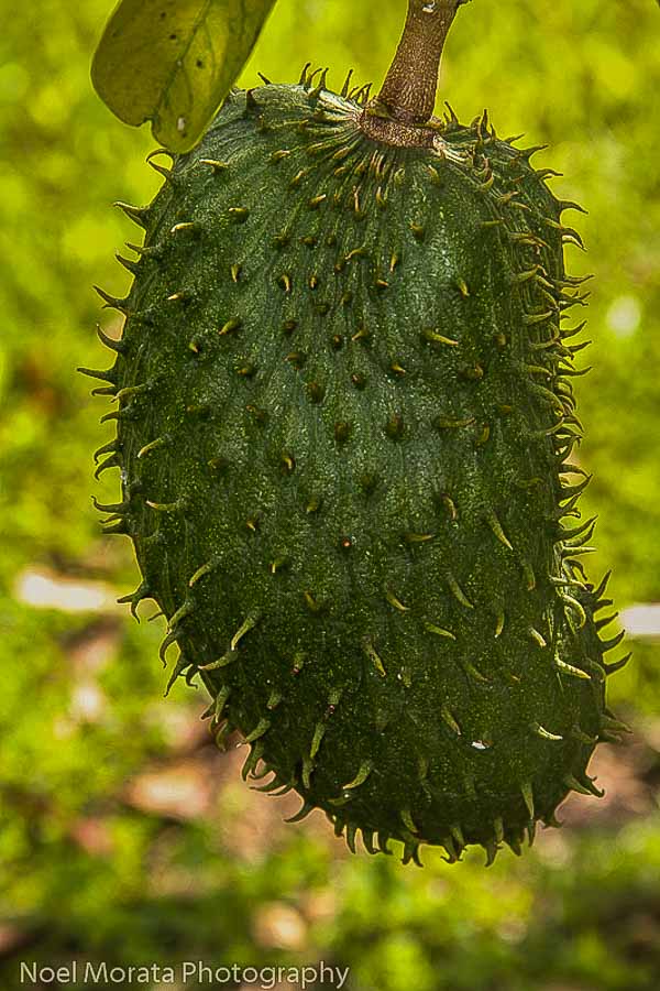 Exotic soursop fruit