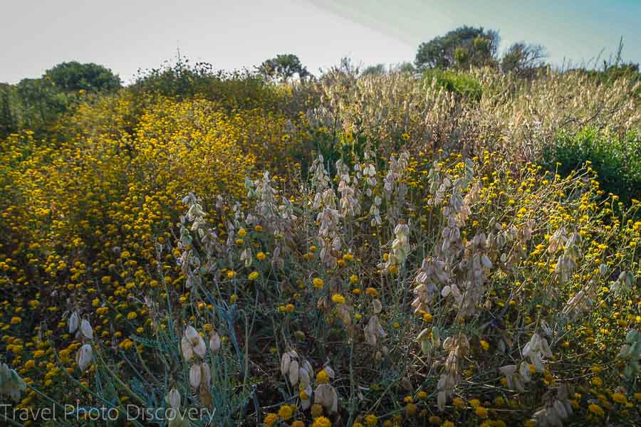 Mission trails in San Diego attractions and locations