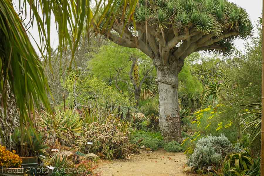 Visiting the San Diego Botanical Garden