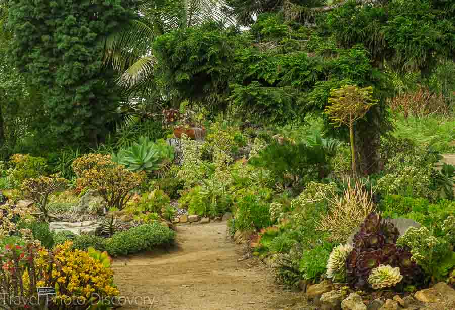 Visiting the San Diego Botanical Garden mediterranean zone