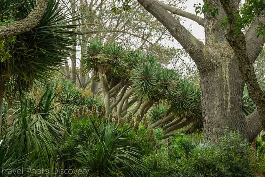 Lush gardens at San Diego Botanical Garden 