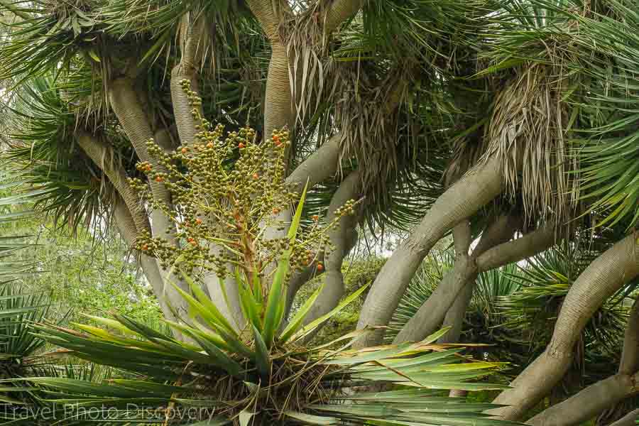 Lush plantings at San Diego Botanical Garden 