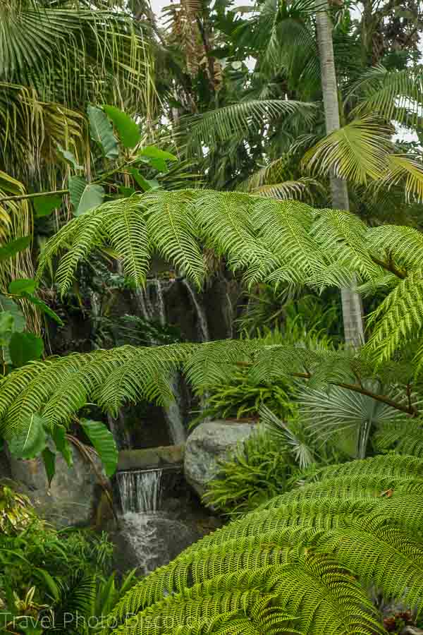 Waterfall at San Diego Botanical Garden 