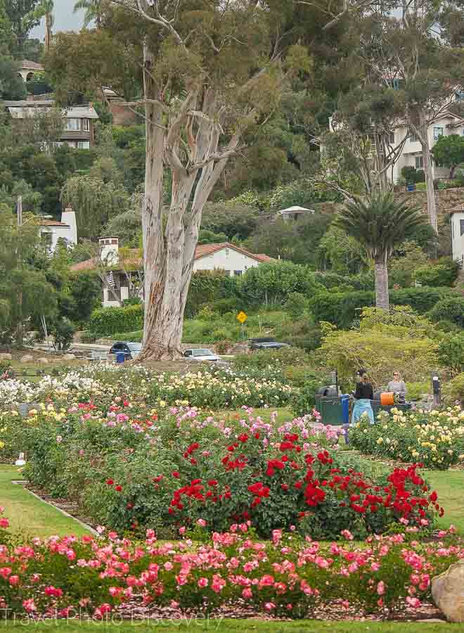 Santa Barbara rose garden