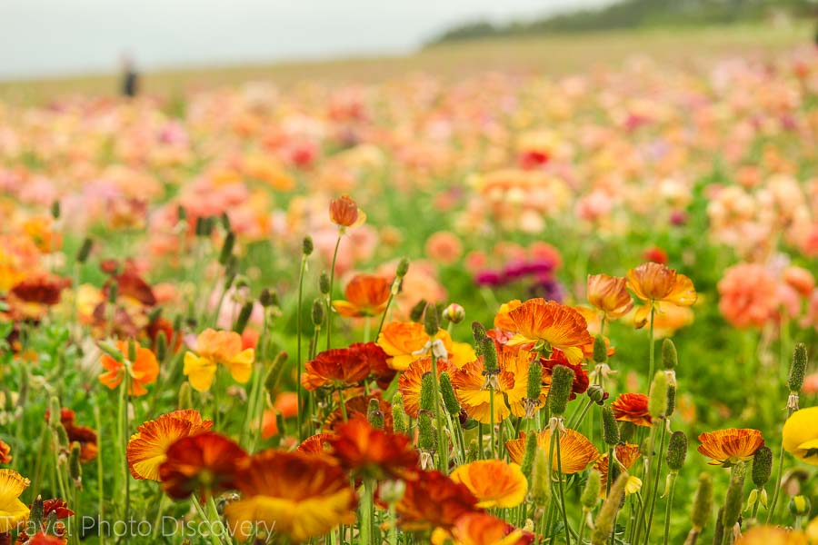 The Carlsbad field of flowers display