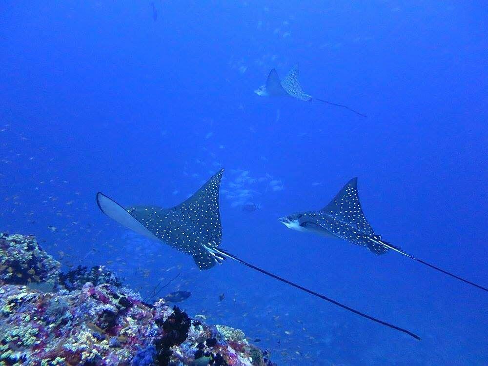 Diving in the Maldives