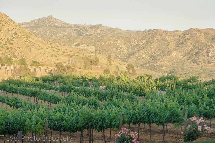 Visiting wine country in Escondido California