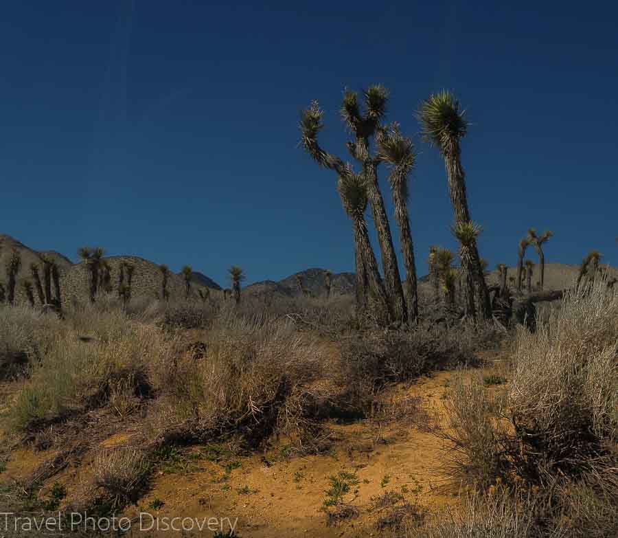 Joshua Tree National Park