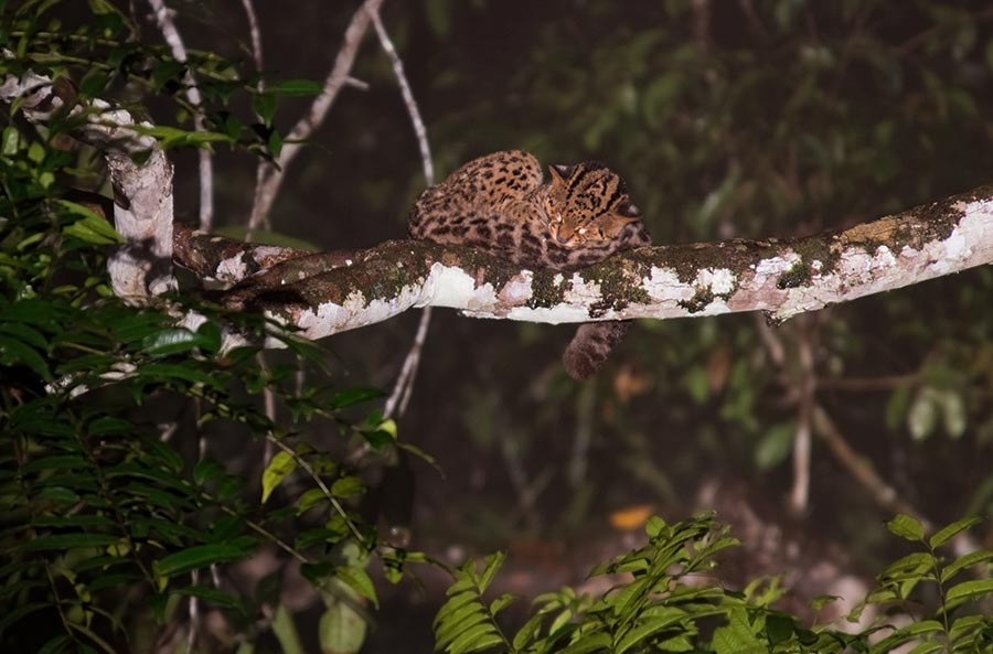 Marbled-Cat-in-Deramakot-Forest-Reserve-in-Borneo