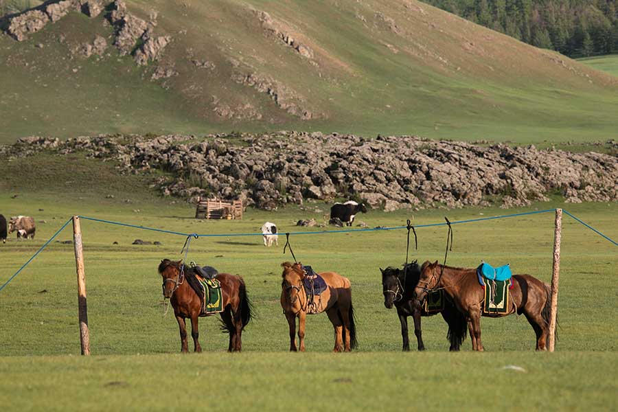 Adventure in Mongolia Horses Vail