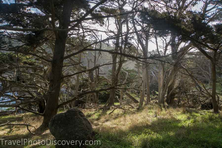 Quiet meadows at Point Lobos State Park