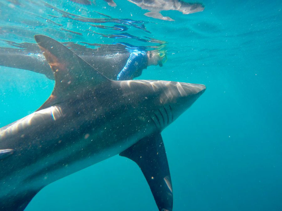 Swimming with Black tip sharks in South Africa