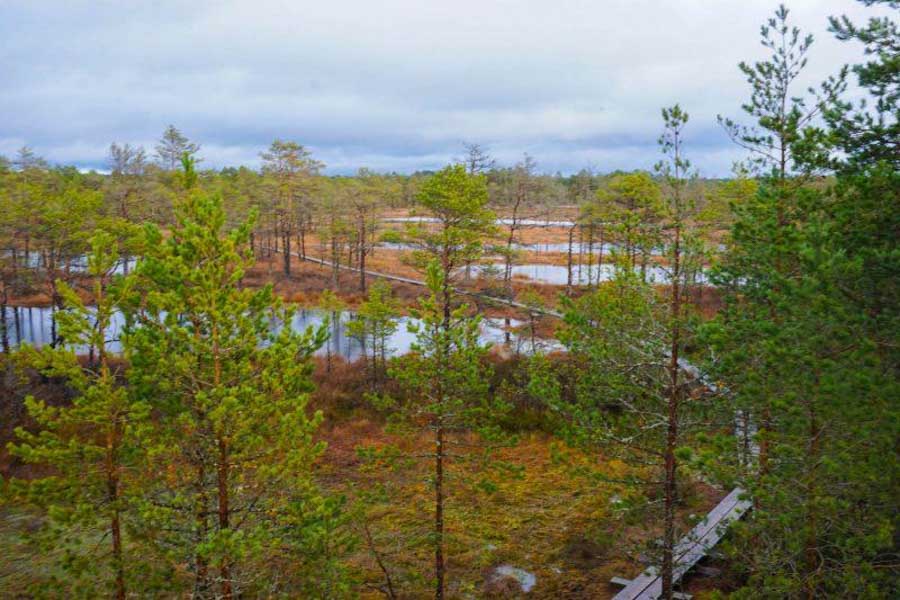 Bogging adventure in Estonia