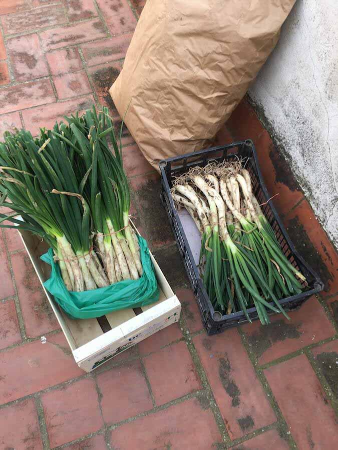 Catalunya foods and Calcots