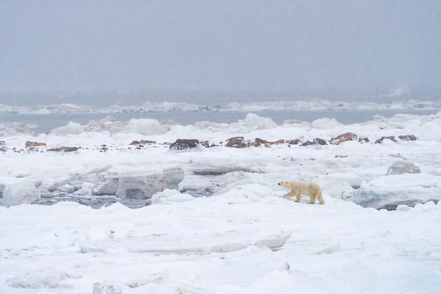 Polar Bears adventure trek