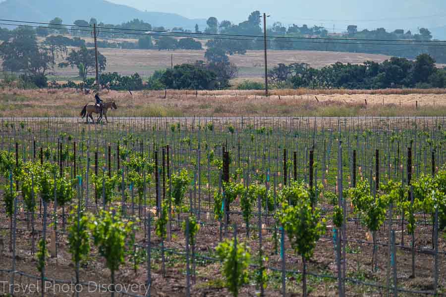 Solvang and Santa Barbara wine country and region