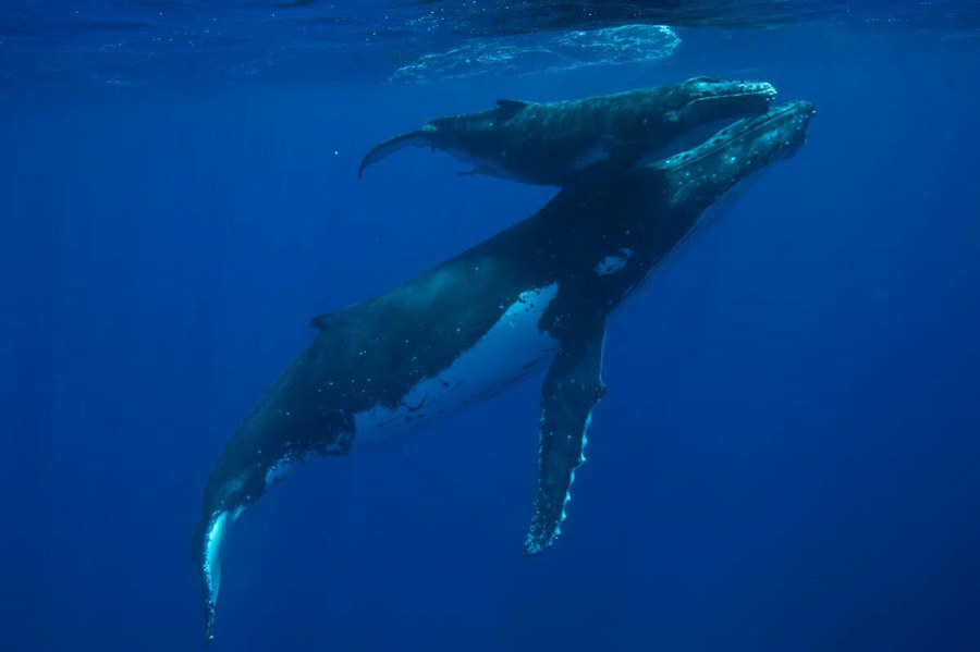 Tonga swim adventure with whales