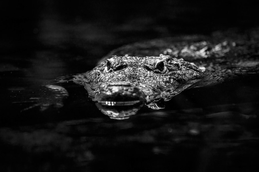 crocodile night dive experience